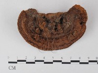 木層孔菌屬藏品圖，第1張