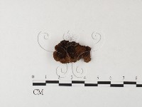 木層孔菌屬藏品圖，第1張