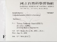 木層孔菌屬藏品圖，第2張