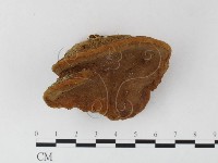 木層孔菌屬藏品圖，第3張