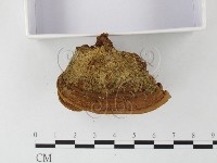 木層孔菌屬藏品圖，第4張