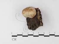 木層孔菌屬藏品圖，第3張