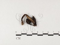 登錄號:F0026090藏品圖，第1張