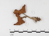 登錄號:F0026091藏品圖，第1張