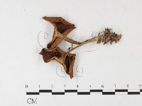 登錄號:F0026091藏品圖，第3張