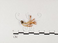 登錄號:F0026092藏品圖，第1張