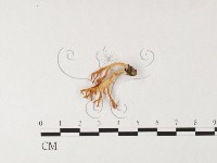 登錄號:F0026092藏品圖，第3張