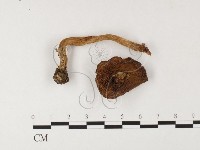 登錄號:F0026093藏品圖，第3張