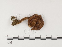 登錄號:F0026094藏品圖，第1張