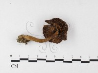 登錄號:F0026094藏品圖，第3張