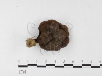 登錄號:F0026095藏品圖，第1張