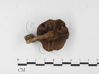 登錄號:F0026095藏品圖，第3張