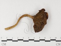 登錄號:F0026096藏品圖，第1張