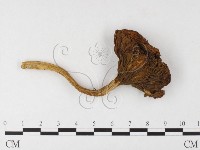 登錄號:F0026096藏品圖，第3張