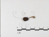 粉褶菌屬藏品圖，第3張