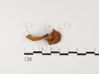 登錄號:F0026098藏品圖，第1張