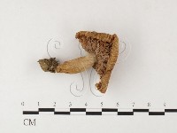 登錄號:F0026099藏品圖，第1張