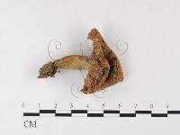 登錄號:F0026099藏品圖，第3張