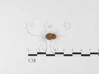 登錄號:F0026102藏品圖，第3張