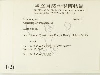濕傘屬藏品圖，第2張