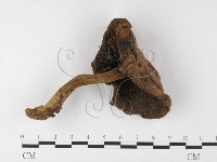 登錄號:F0026106藏品圖，第1張