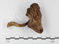 登錄號:F0026106藏品圖，第3張