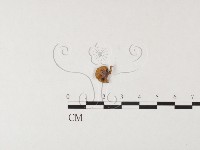 紅菇屬藏品圖，第1張