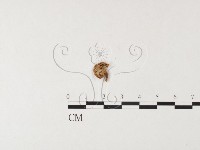 紅菇屬藏品圖，第3張