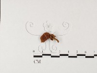 登錄號:F0026109藏品圖，第1張