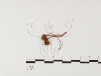 登錄號:F0026110藏品圖，第1張