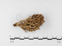 登錄號:F0026111藏品圖，第1張