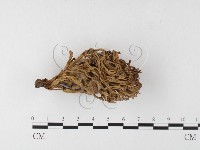 登錄號:F0026111藏品圖，第3張