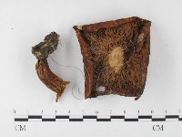 登錄號:F0026113藏品圖，第1張