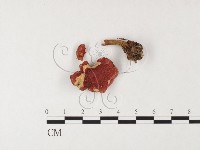 登錄號:F0026115藏品圖，第1張