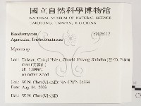 小菇屬藏品圖，第2張