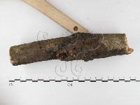 微皮傘屬藏品圖，第3張