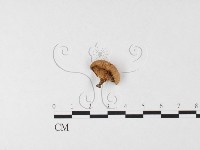 登錄號:F0026119藏品圖，第3張