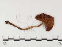 登錄號:F0026120藏品圖，第3張