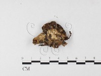 登錄號:F0026121藏品圖，第3張