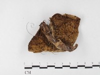 登錄號:F0026122藏品圖，第3張