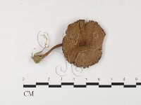 登錄號:F0026123藏品圖，第1張