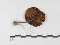 登錄號:F0026123藏品圖，第3張