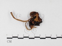 登錄號:F0026124藏品圖，第1張