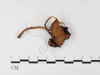 登錄號:F0026124藏品圖，第3張