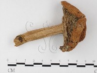 登錄號:F0026125藏品圖，第1張