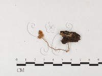 登錄號:F0026126藏品圖，第3張