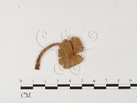 登錄號:F0026127藏品圖，第1張