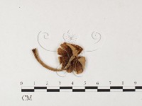 登錄號:F0026127藏品圖，第3張