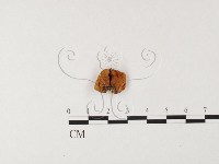 登錄號:F0026128藏品圖，第1張