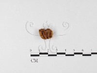 登錄號:F0026128藏品圖，第3張